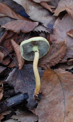 stropharia semiglobata?...da determinare3